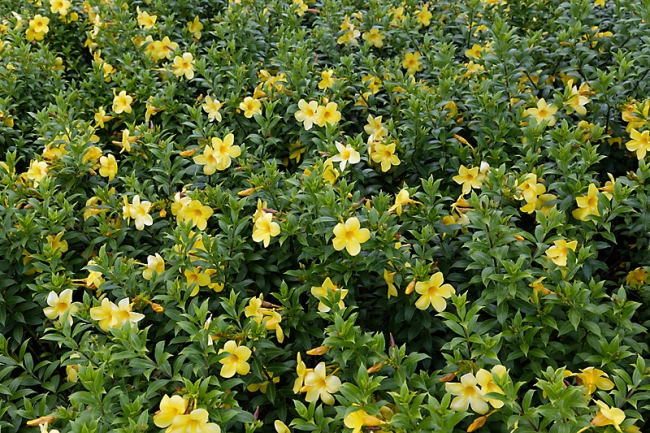 Suan Luang-JUN14-065